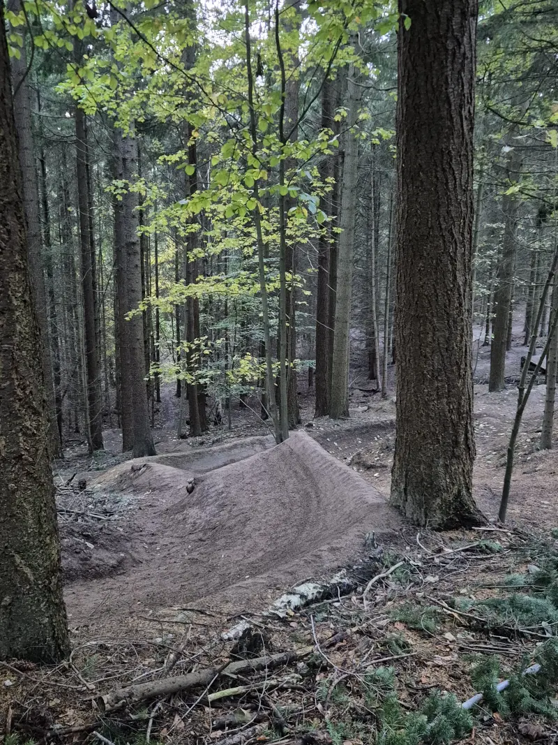 Sti der snor sig gennem tæt grøn skov