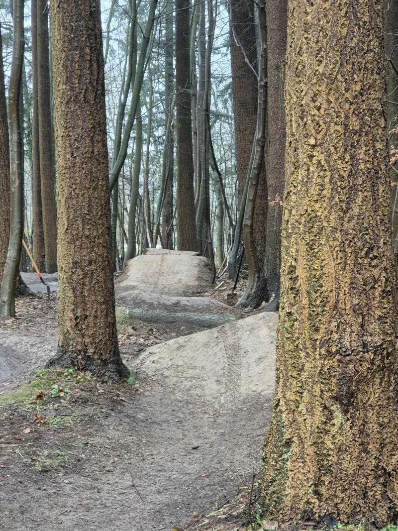 Sti mellem teksturerede trælstammer