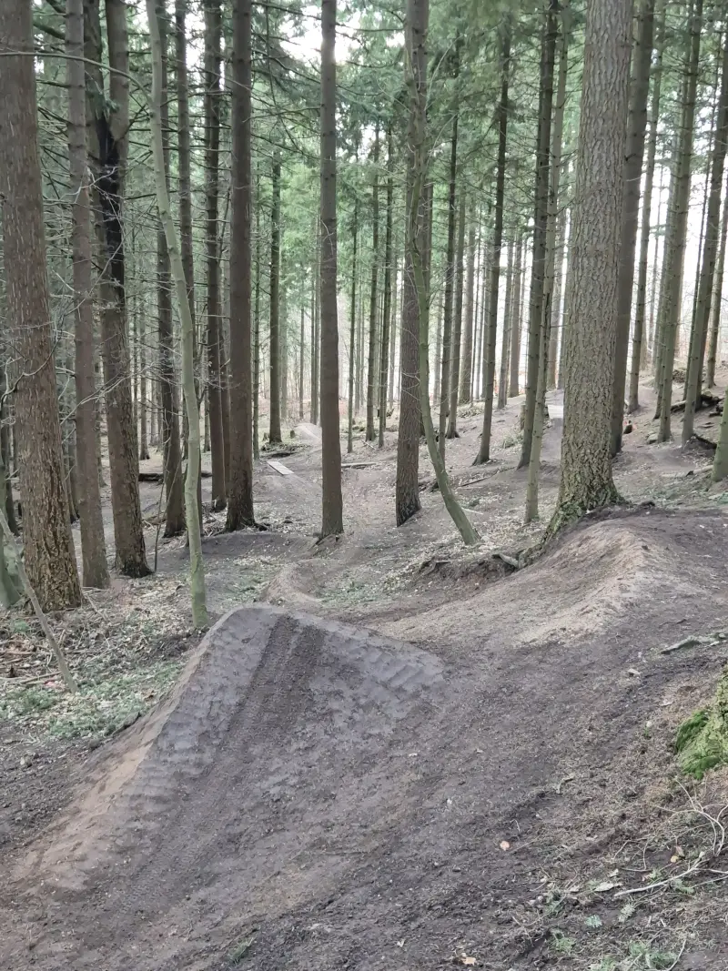 Snedækket hop i gyldent sollys