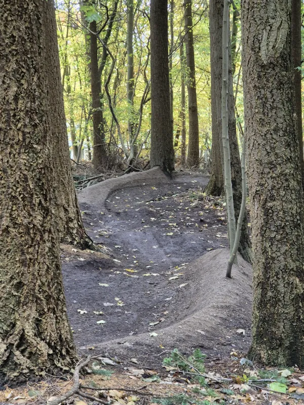 Flowing singletrack through green forest